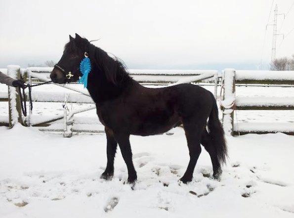 Dartmoor Babe's Vincent - M&M Chistmas show 2012 (december) billede 9