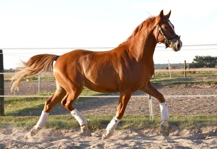 Tysk Sportspony Firfod Finn Fodslaw (Himmelhest) - Firfod Finn Fodslaw billedet er taget af Stutteri Firfod  billede 5