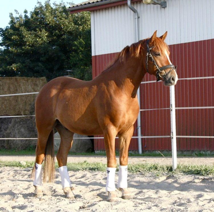 Tysk Sportspony Firfod Finn Fodslaw (Himmelhest) - billedet er taget af Stutteri Firfod billede 12