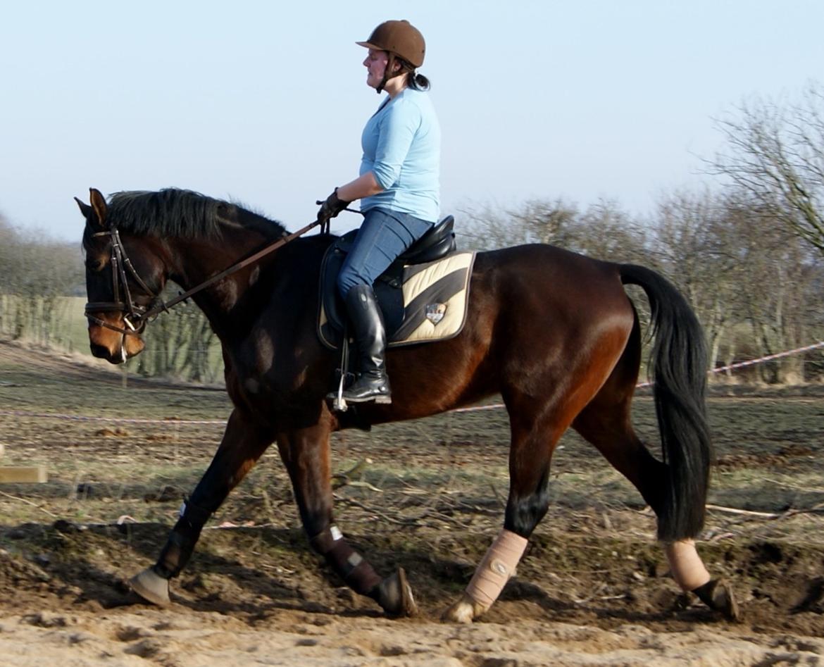 Westfaler Nisgaards Fandango - Et nyt kapitel i Stjernen og mit samarbejde<3
d. 05.03.2013 billede 13