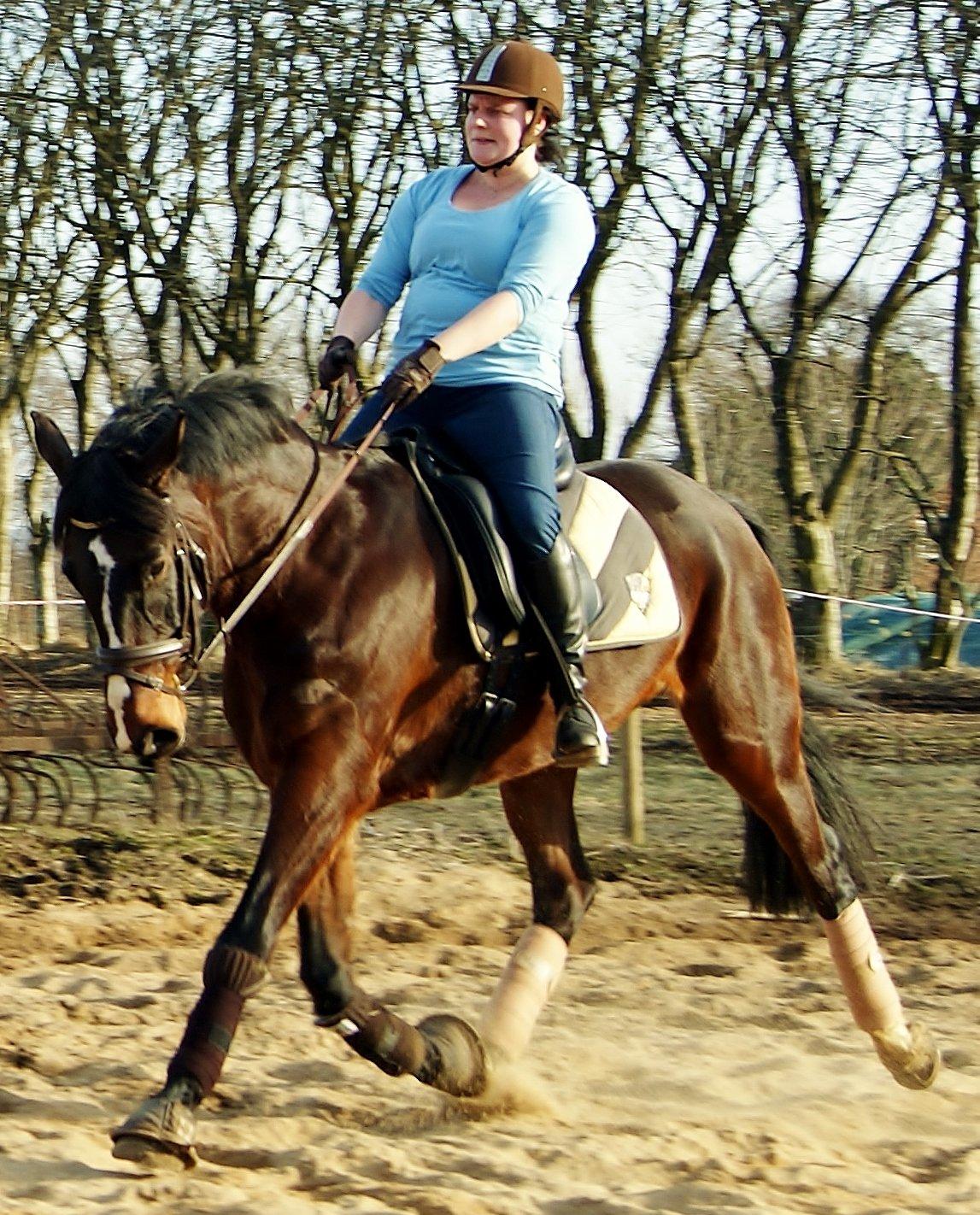 Westfaler Nisgaards Fandango - Velkommen til Nisgaards Fandangos profil.
Et nyt kapitel i Stjernen og mit samarbejde<3
d. 05.03.2013 billede 1