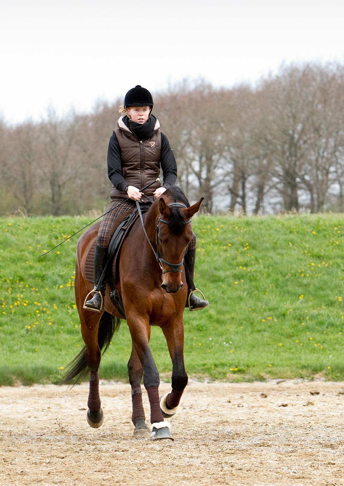 Dansk Varmblod Kielsgaardens Hot Beauty - 3,5 år billede 7