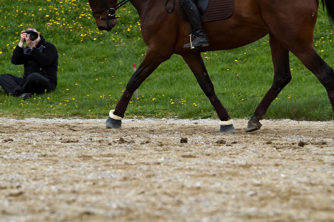 Dansk Varmblod Kielsgaardens Hot Beauty billede 13