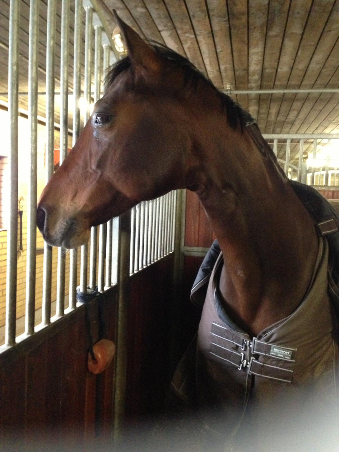 Dansk Varmblod Viktoria Stensvang billede 2