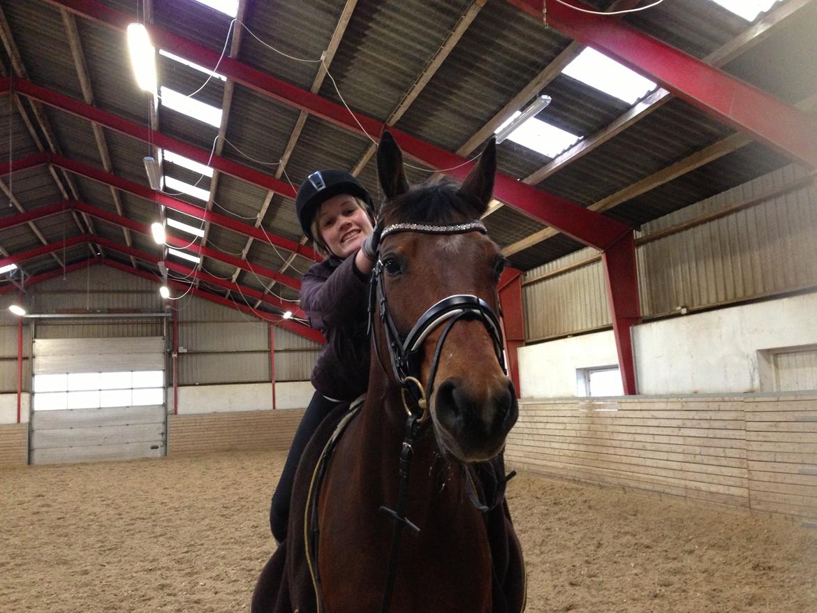 Dansk Varmblod Viktoria Stensvang billede 3