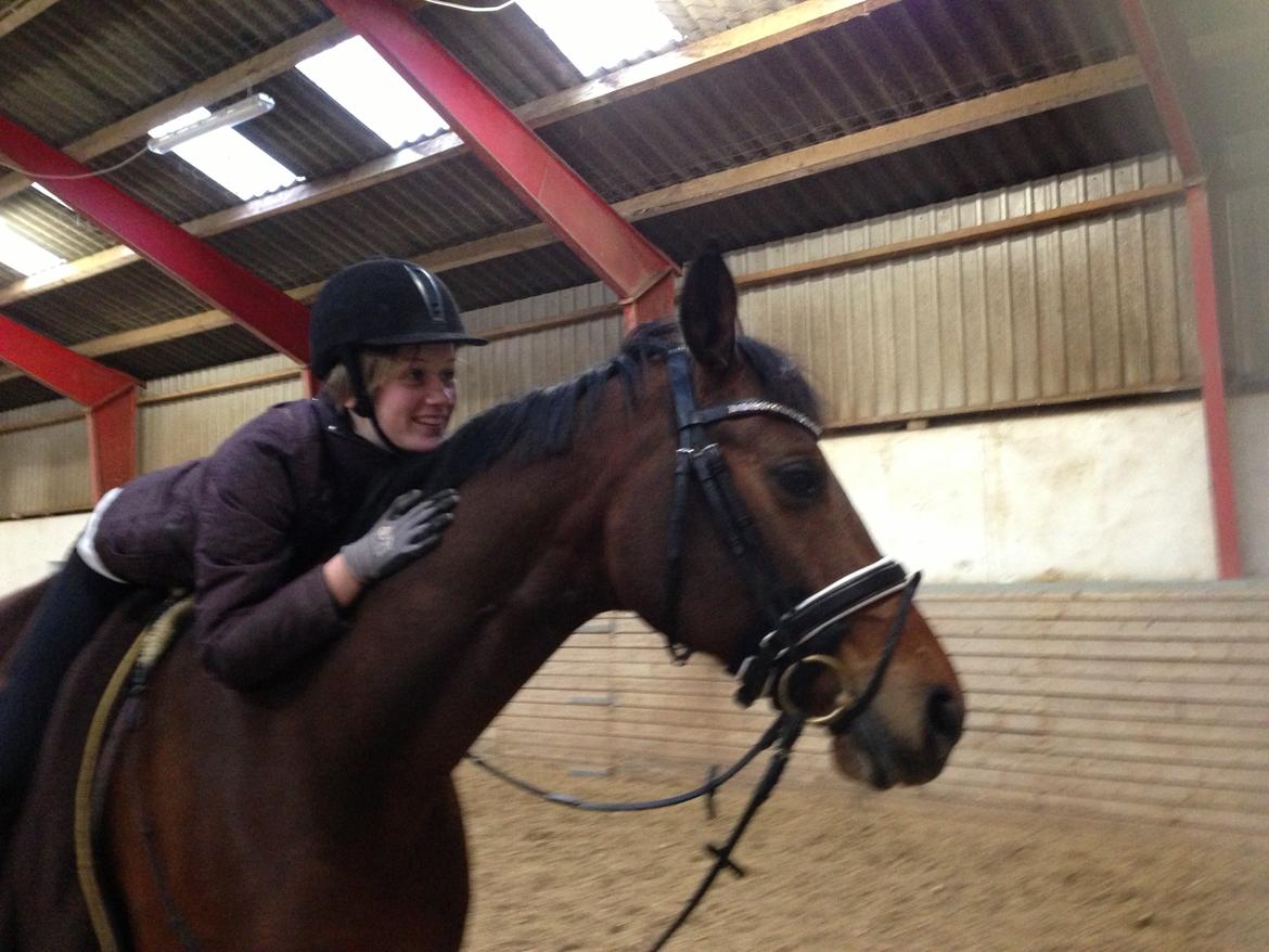 Dansk Varmblod Viktoria Stensvang billede 4