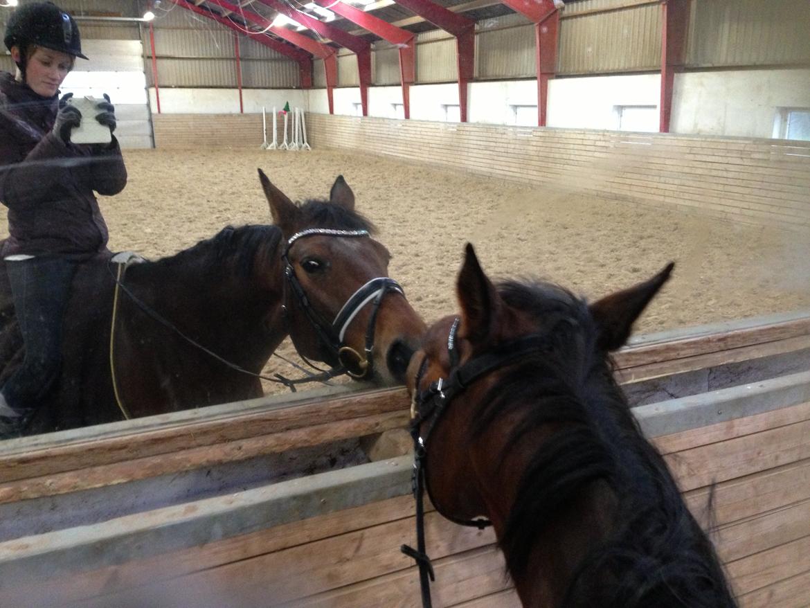 Dansk Varmblod Viktoria Stensvang billede 5