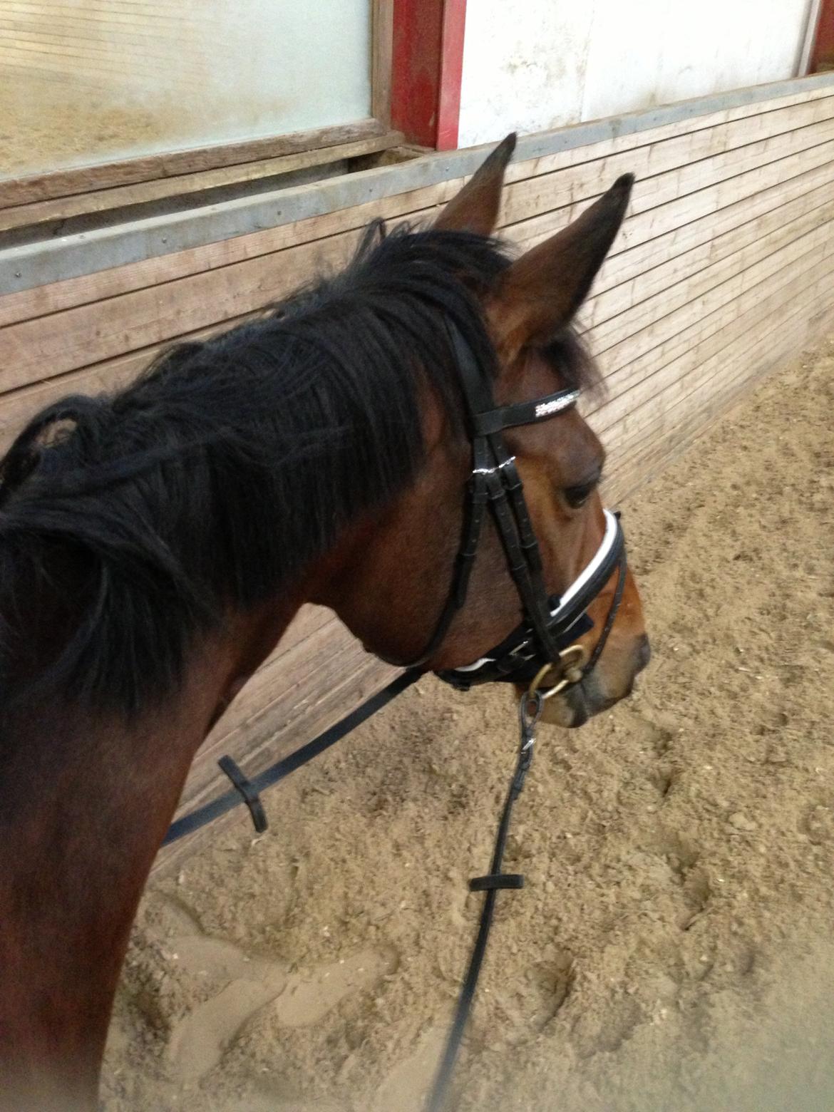 Dansk Varmblod Viktoria Stensvang billede 6