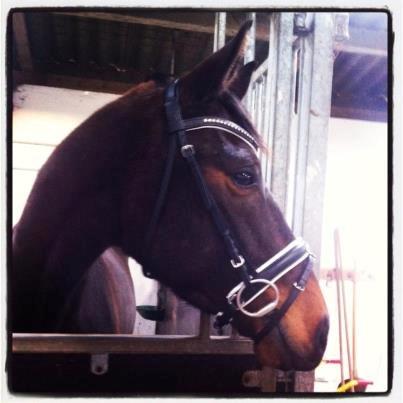 Oldenborg Don Frello - Frello 3 år billede 2