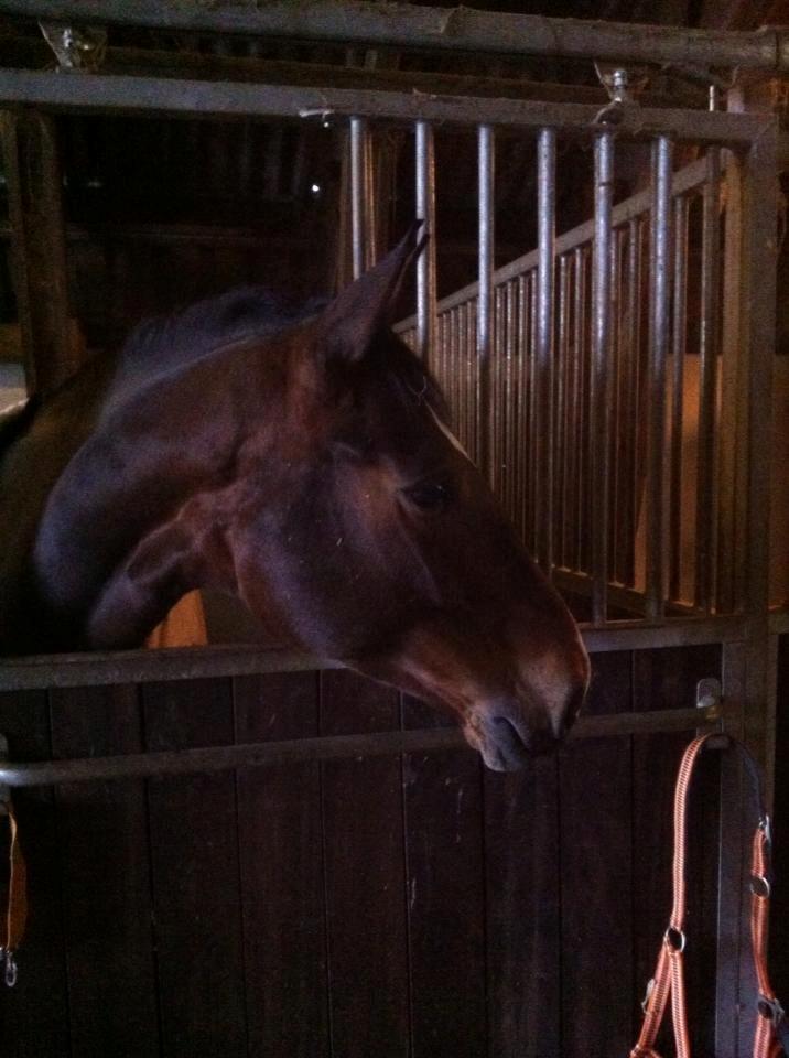 Zangersheide Sally Z billede 3