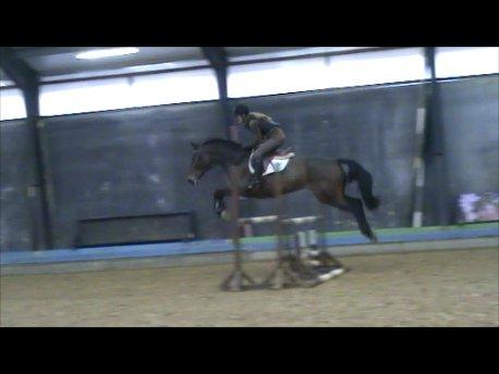 Zangersheide Sally Z billede 9