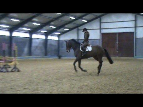 Zangersheide Sally Z billede 10