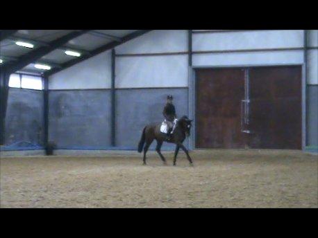 Zangersheide Sally Z billede 7