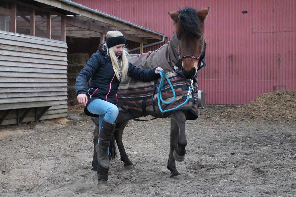 Anden særlig race Buster - Buster skraber på komando.<3 billede 13