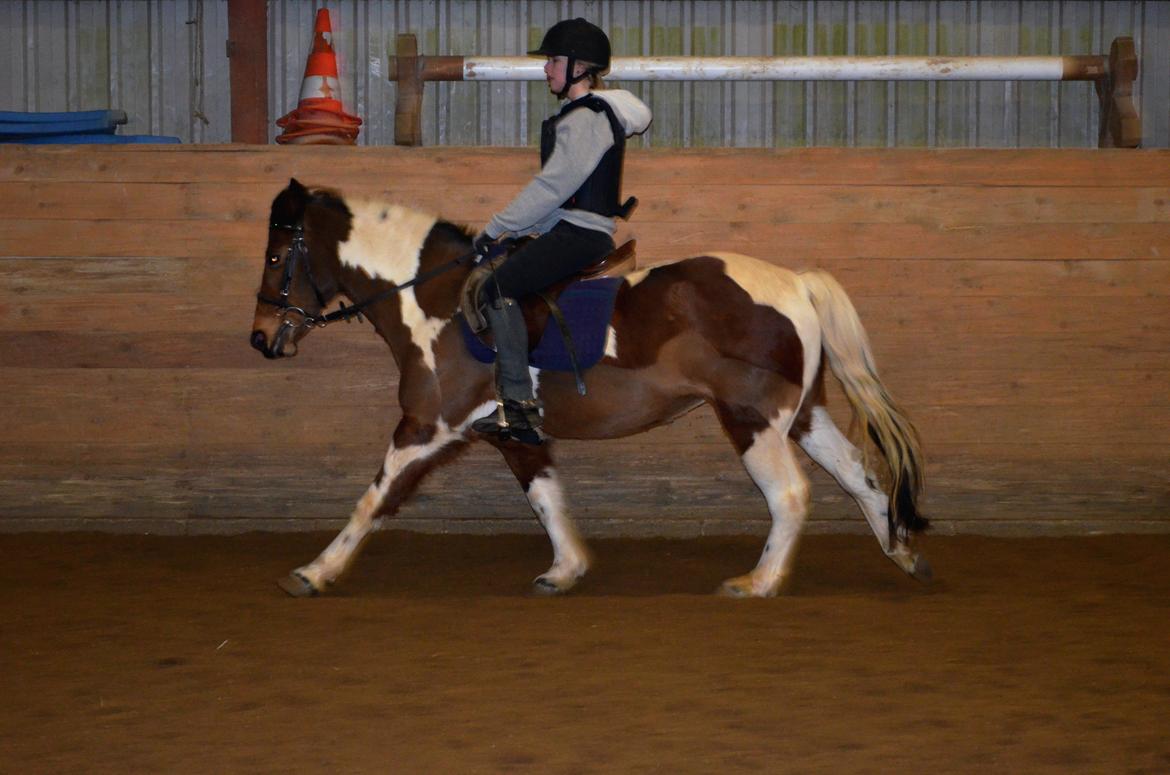 Anden særlig race Flicka [ELEVPONY] - Undervisning 19.02.13 billede 12