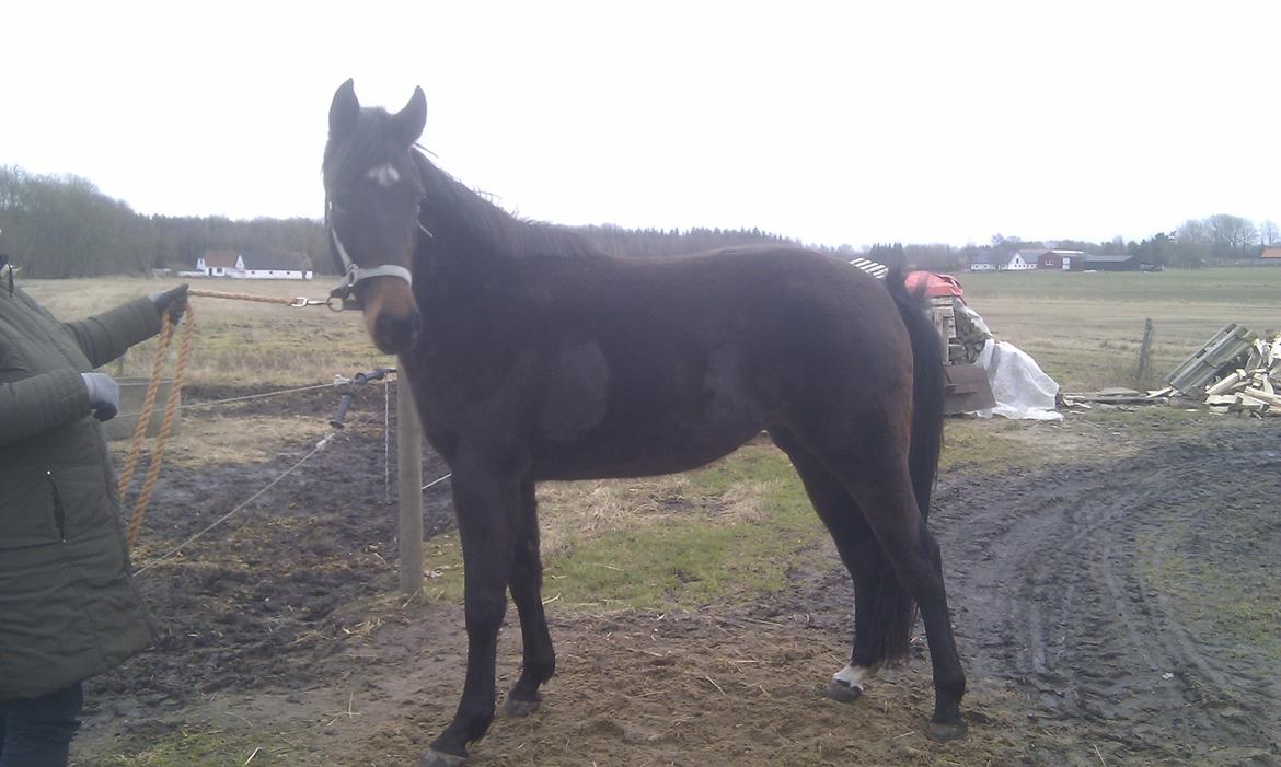 Oldenborg Ice Bell (solgt) billede 9