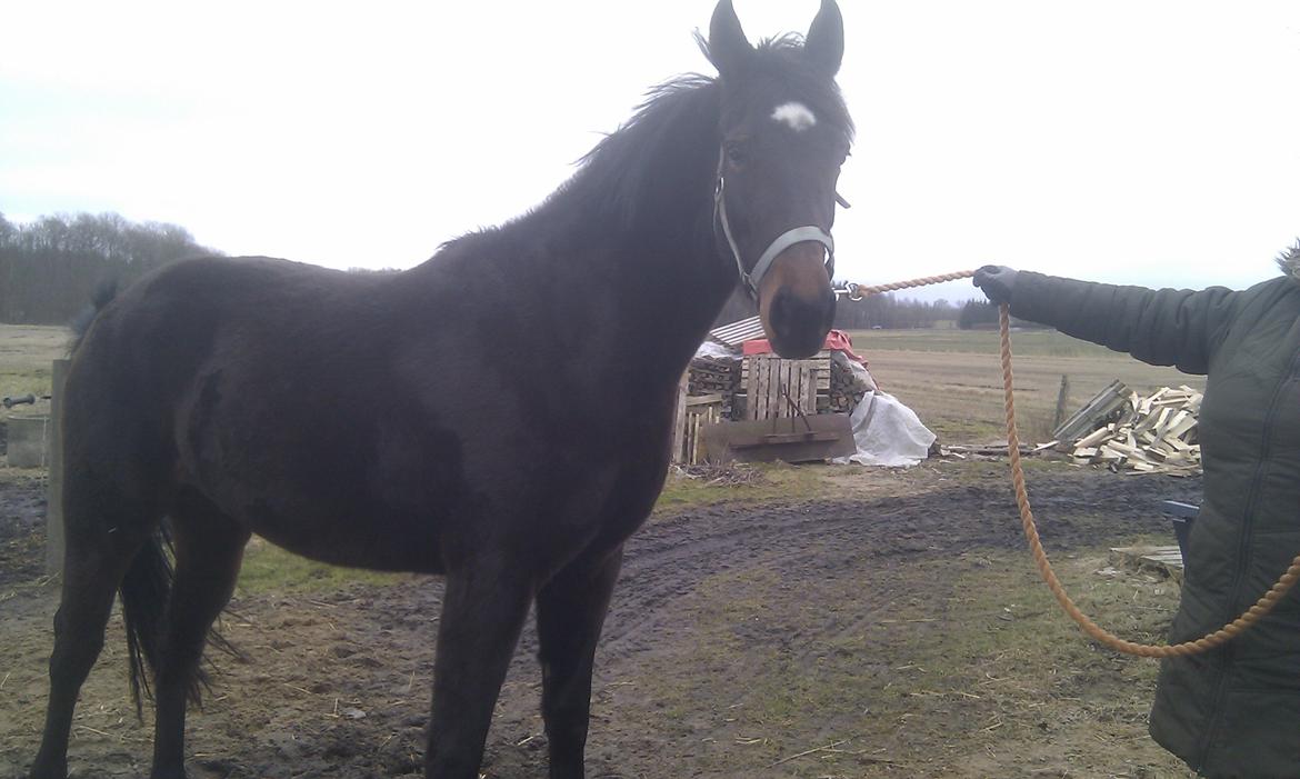 Oldenborg Ice Bell (solgt) billede 10