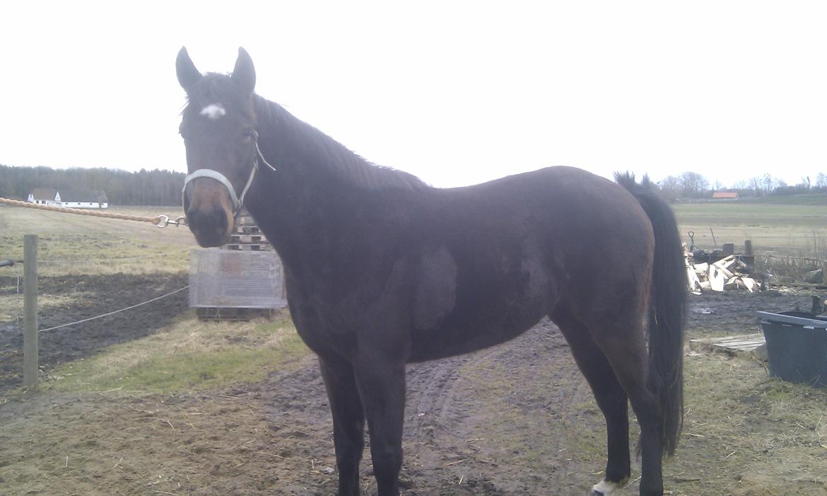 Oldenborg Ice Bell (solgt) billede 11