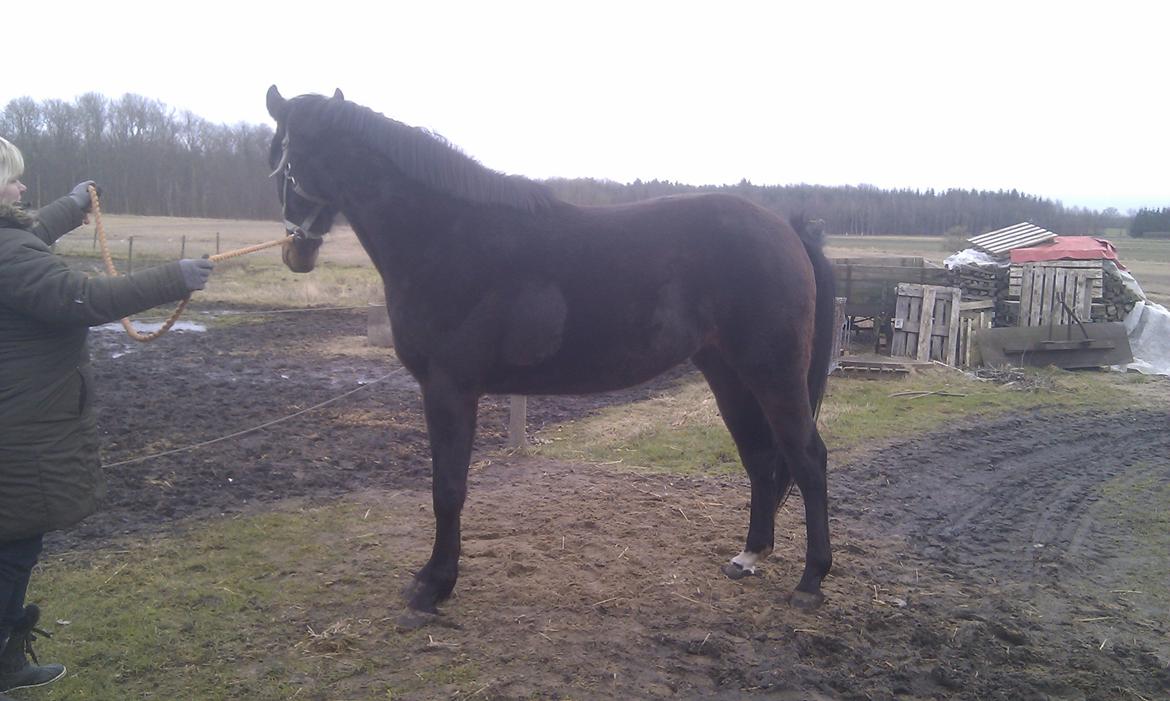 Oldenborg Ice Bell (solgt) billede 12