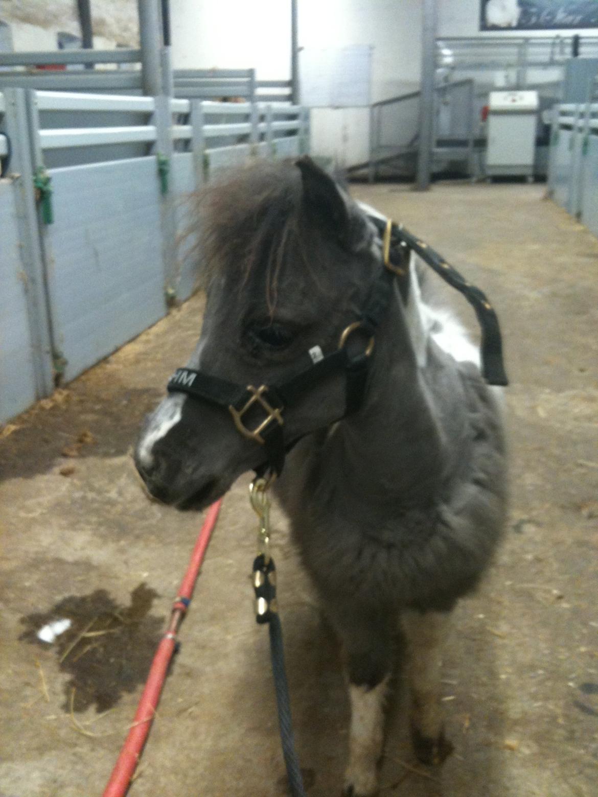 Amerikansk Miniature SHM Wild Thunders Fascination billede 8