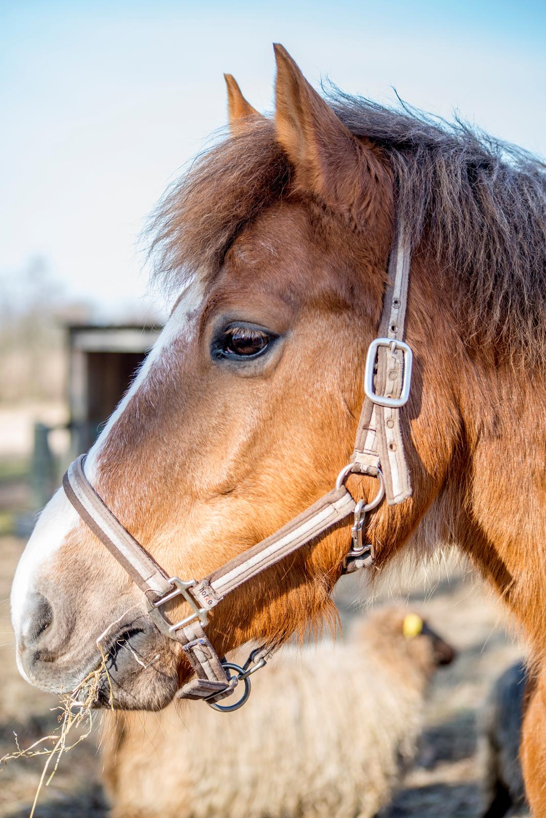 New Forest Milo - Askebos Starfield billede 1