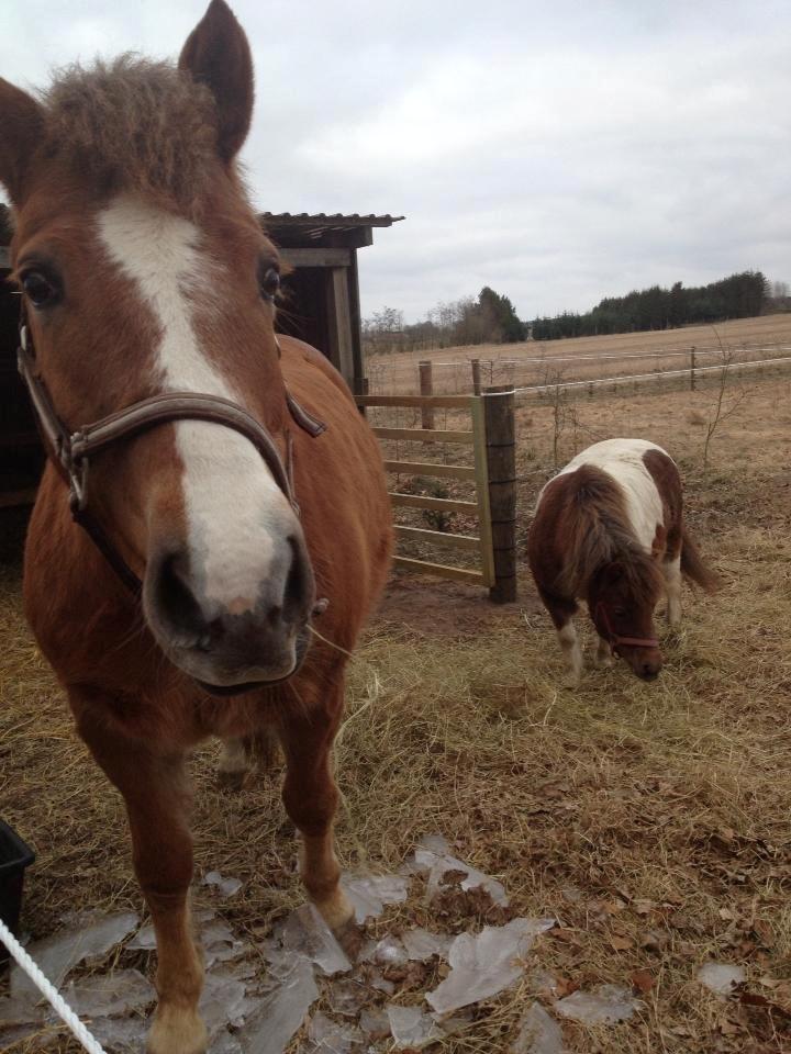 New Forest Milo - Askebos Starfield billede 4
