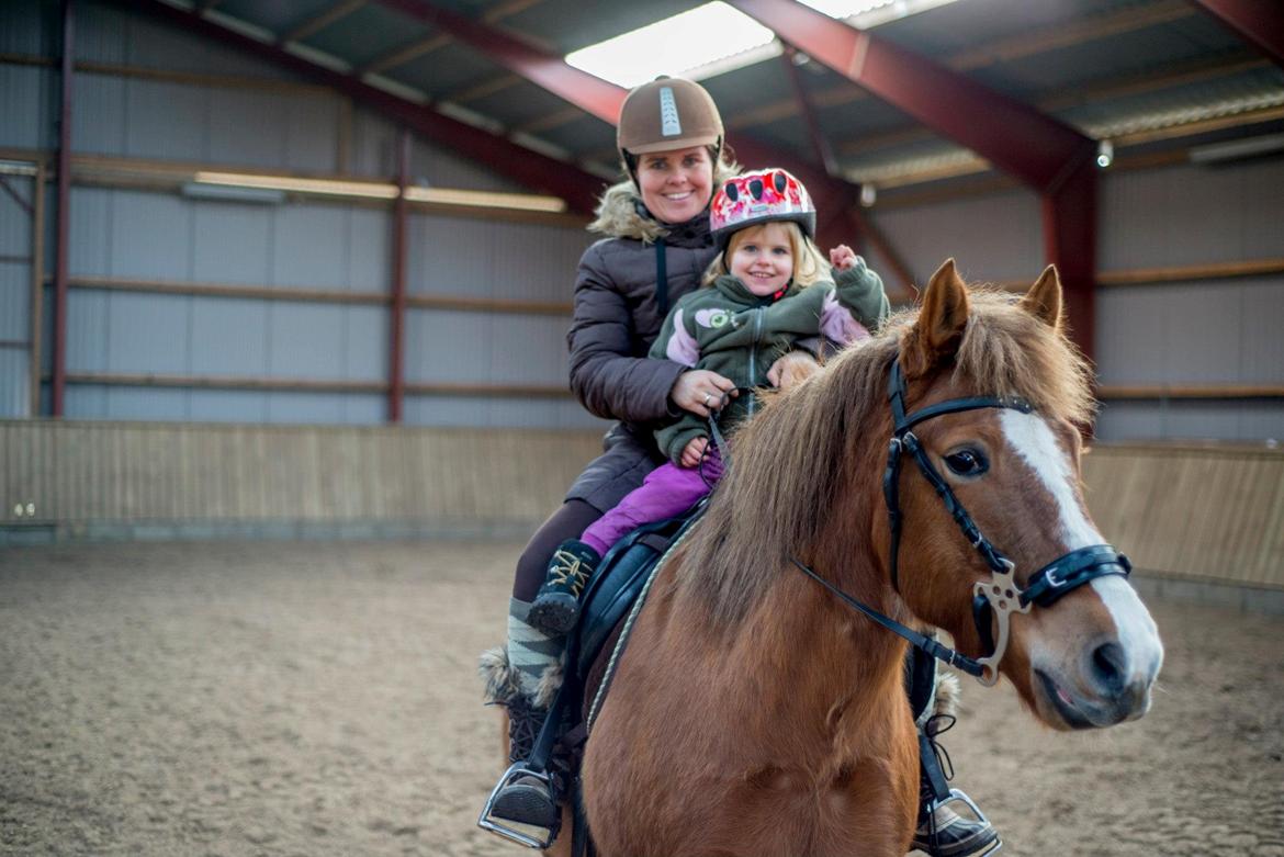 New Forest Milo - Askebos Starfield billede 8