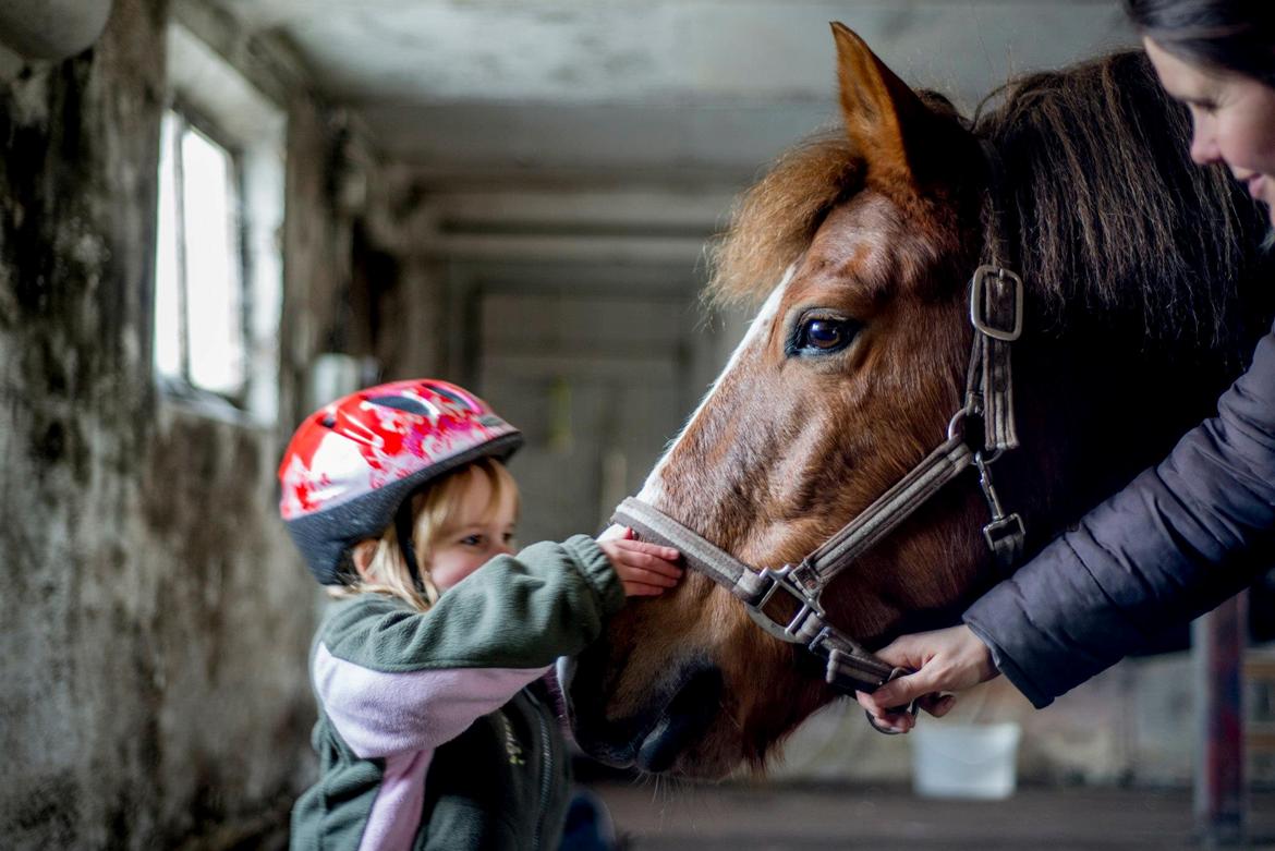 New Forest Milo - Askebos Starfield billede 9
