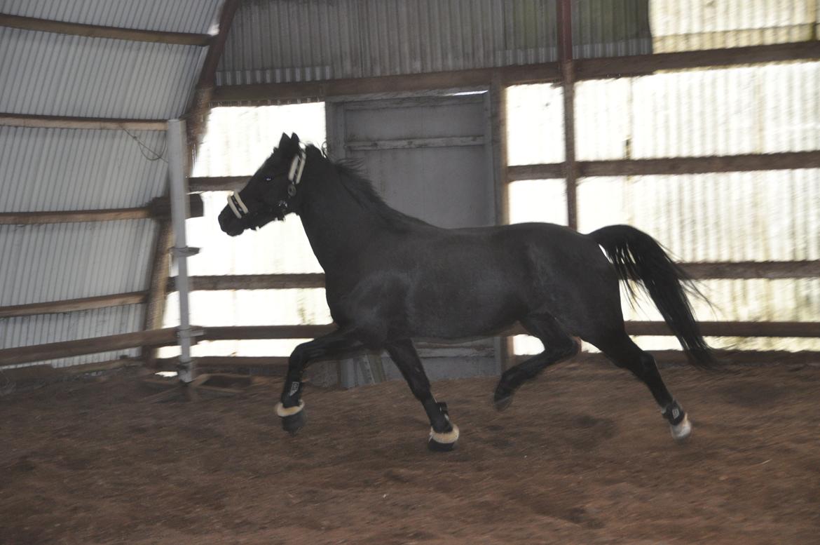 Welsh Partbred (Sec F) Bjerregårds Rhett billede 13