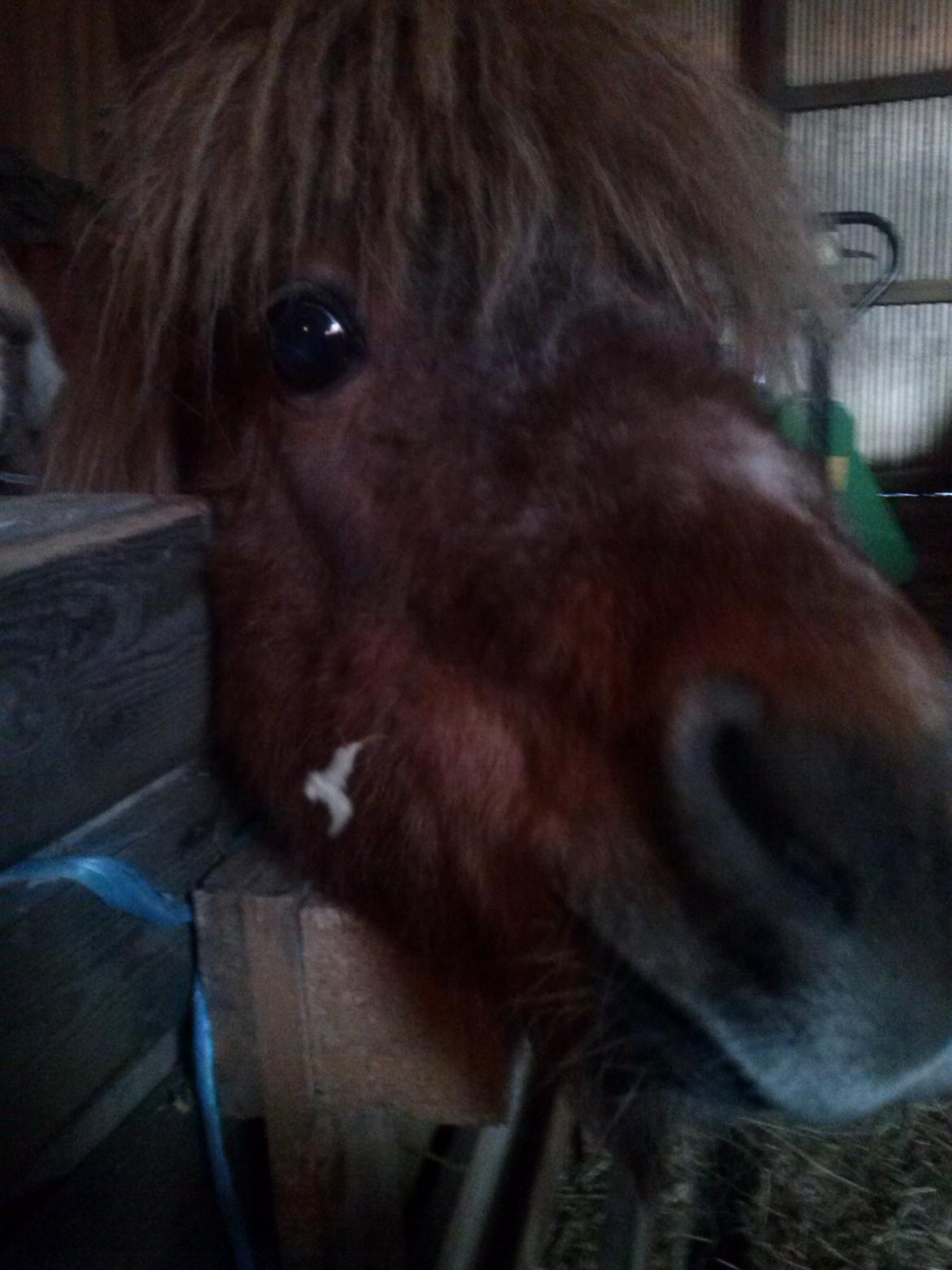 Shetlænder Lotte billede 1