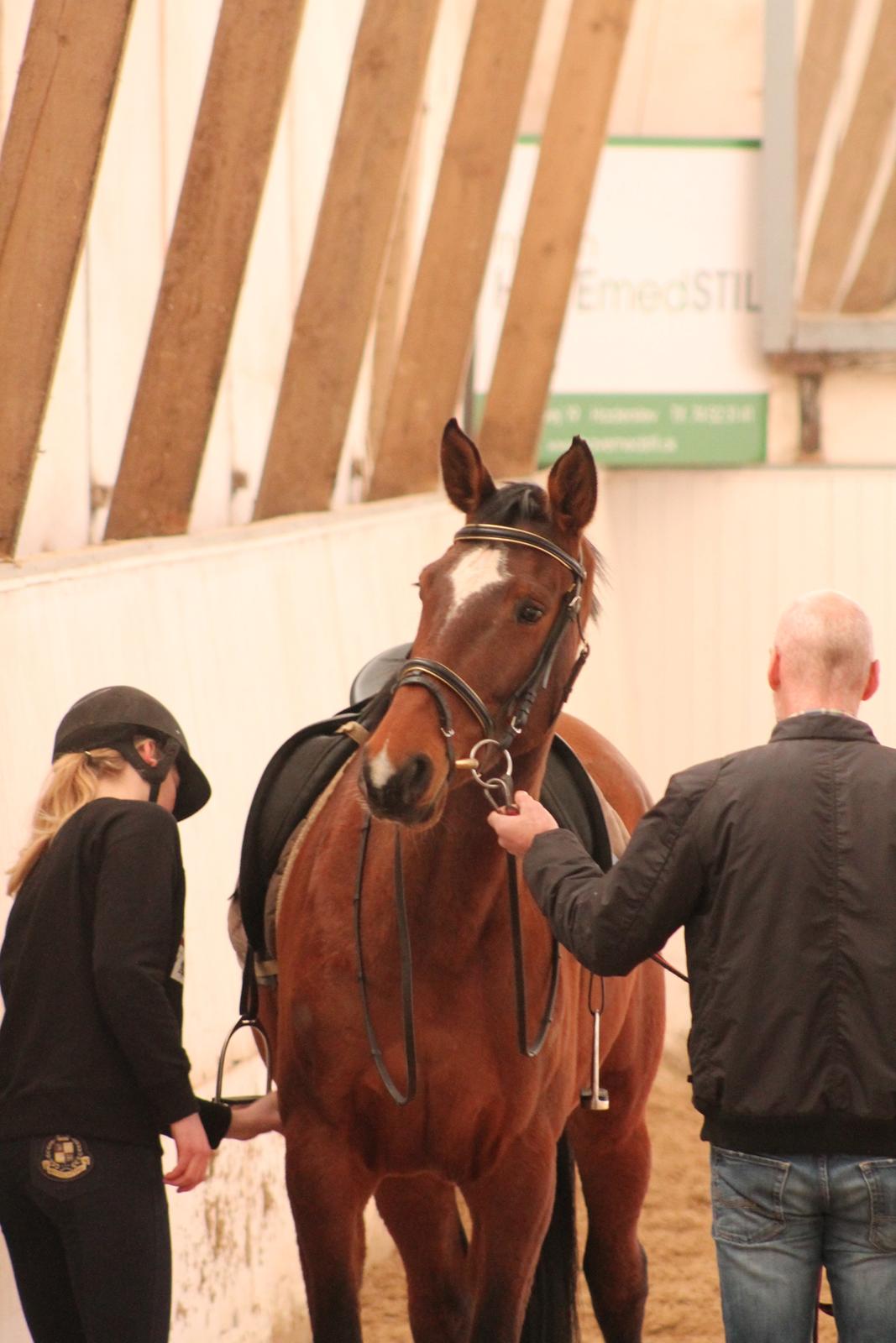 Dansk Varmblod Faithful´s Queen Solgt billede 10