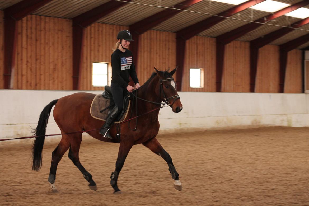 Dansk Varmblod Faithful´s Queen Solgt billede 12