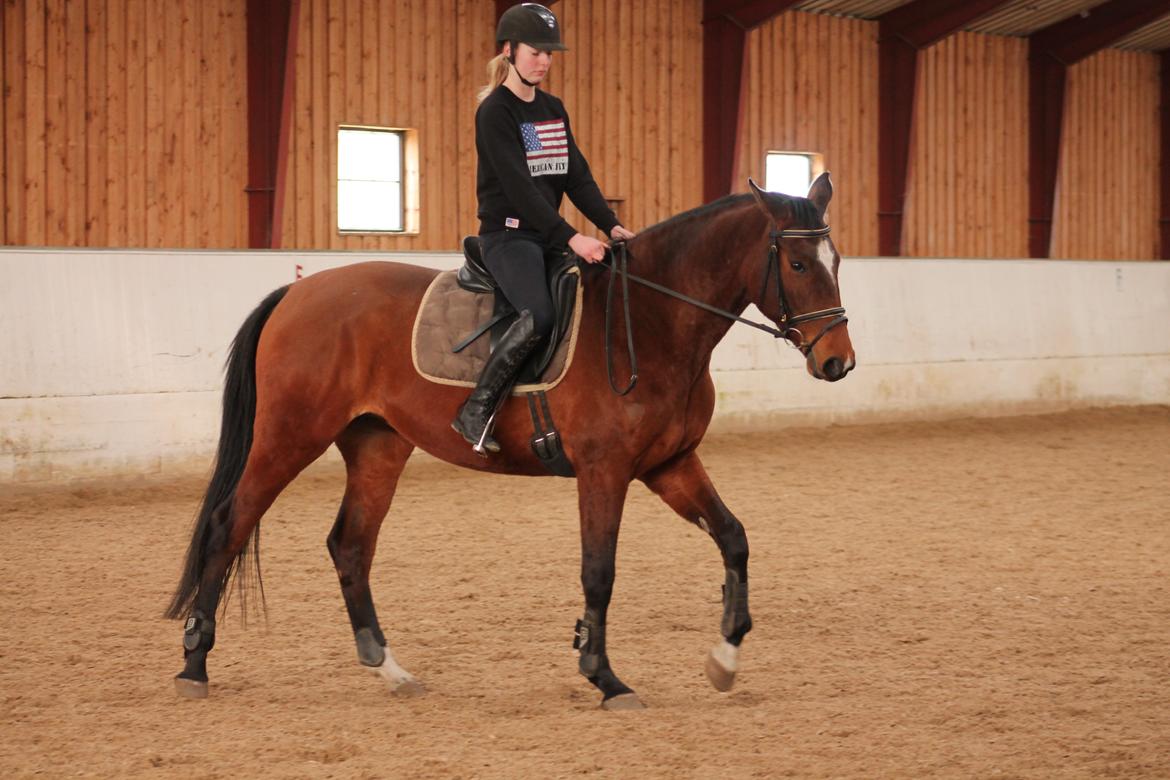 Dansk Varmblod Faithful´s Queen Solgt billede 13