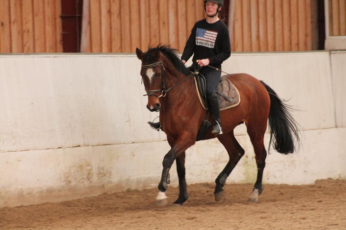 Dansk Varmblod Faithful´s Queen Solgt billede 14