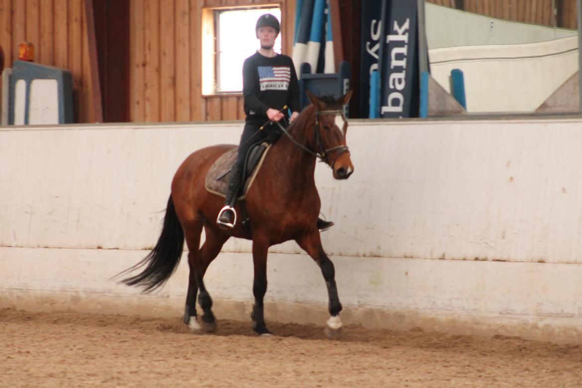 Dansk Varmblod Faithful´s Queen Solgt billede 15