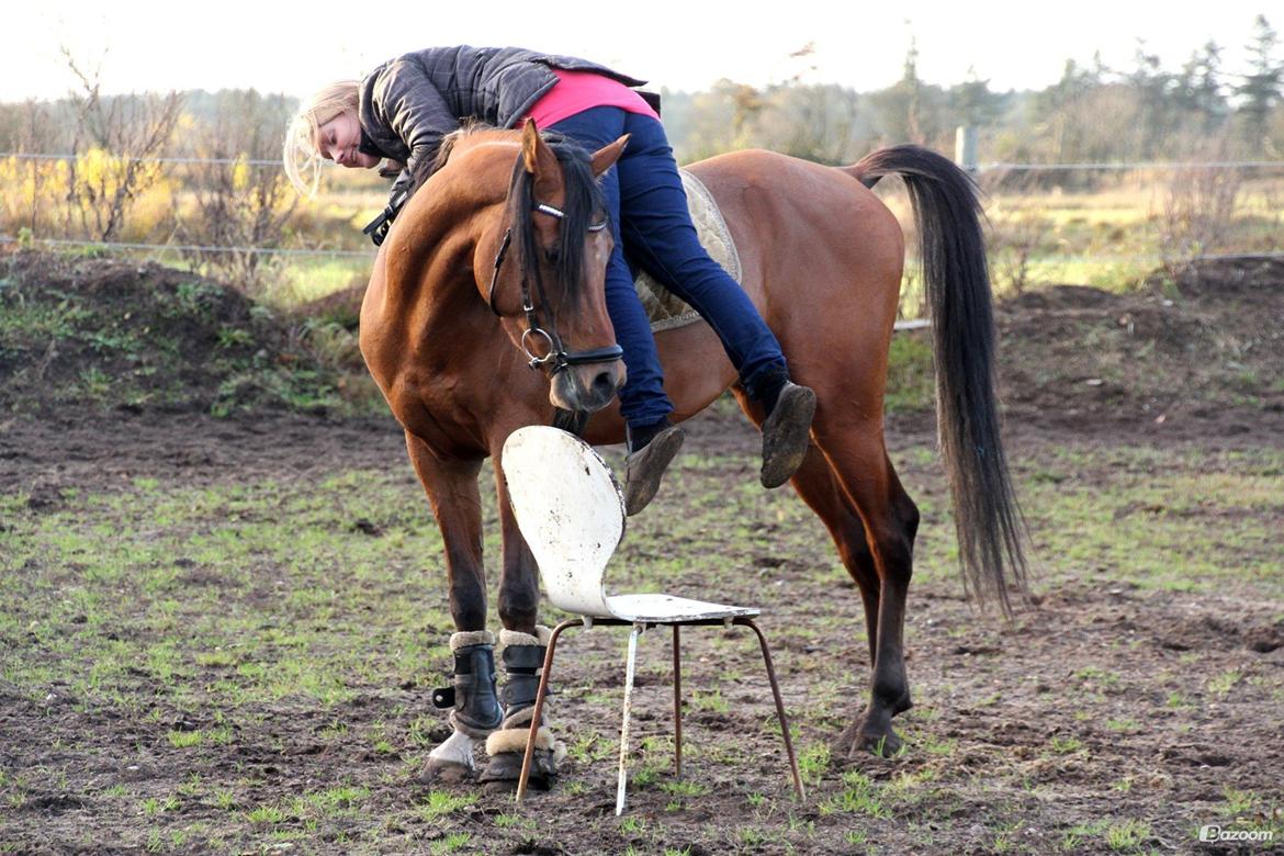 Arabisk fuldblod (OX) Al Tijani E'jaaz - SOLGT! billede 19