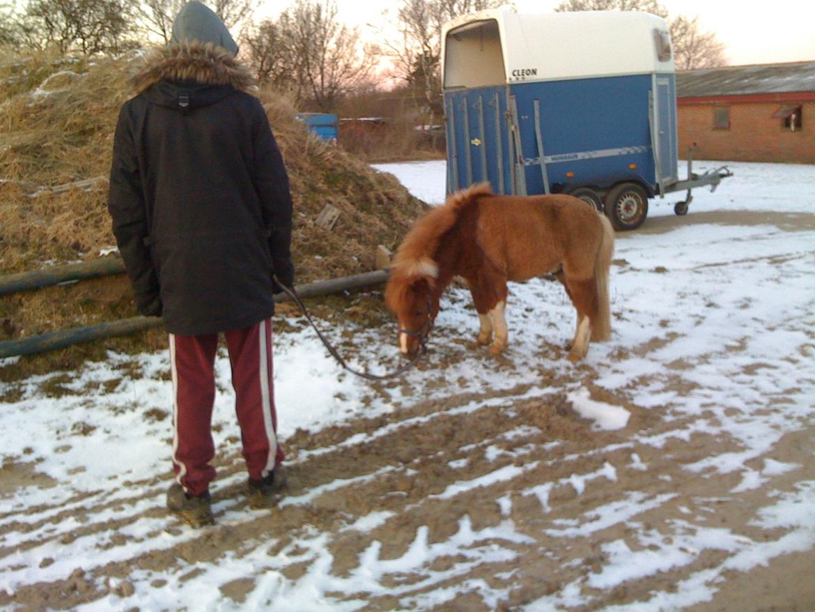 Miniature TinTin - 3'ede dag sammen, og man kan allerede mærke de begynder at vende sig til hinanden <3 billede 7