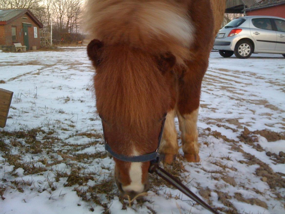 Miniature TinTin - kønne dreng <3 billede 8