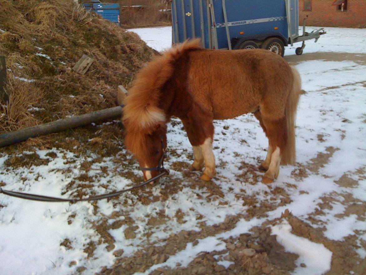 Miniature TinTin billede 11