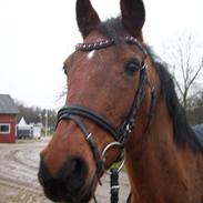 Hollandsk Sportspony Loyce