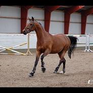 Hollandsk Sportspony Loyce