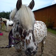 Appaloosa Collin-N