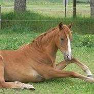 Palomino Søvig møllers spirit