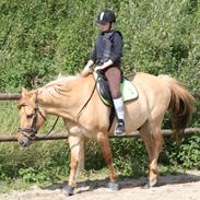 Anden særlig race Golden Dane (Bailey)