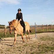 Anden særlig race Golden Dane (Bailey)