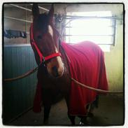 Anden særlig race freeman (fimse/gustav)