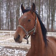 Tysk Oldenburger Rådbjerg´s Darling