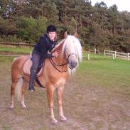 Tyroler Haflinger Liz. Alban - AVLSHINGST