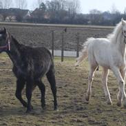 Anden særlig race My Blue Coco [Himmelhest] <3