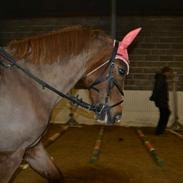 Anden særlig race Isobell (Låne pony) {tidlegere}